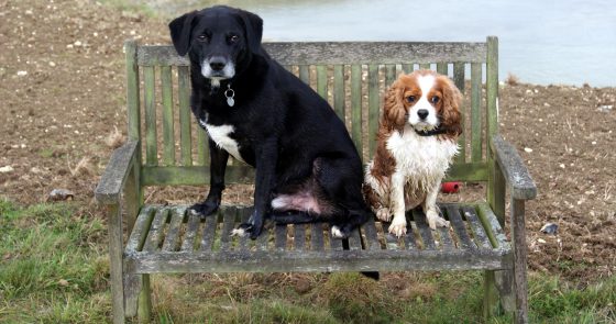 Two Dogs on a Bench